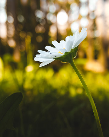 chamomile in a clearing in the forest. back lighting. profile. photo. High quality photoの写真素材