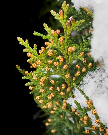thuja branch with young cones close-up. a photo. High quality photoの写真素材