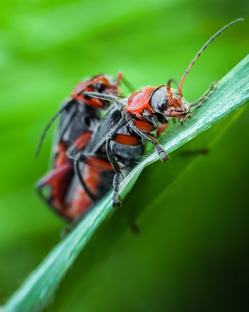 pair of red beetles with black spots on the shell mate on the grass. High quality photoの写真素材