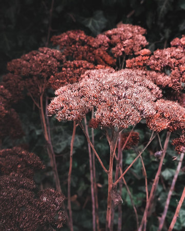 Stonecrop flower. photo. botanicalの写真素材