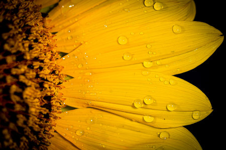 sunflower in dew drops. macro. Photoの写真素材