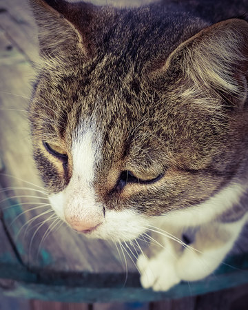 muzzle of a homeless sad cat. close-up. a photo. portrait.の写真素材