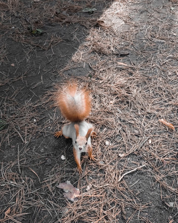 red squirrel in autumn in the park. a photoの写真素材