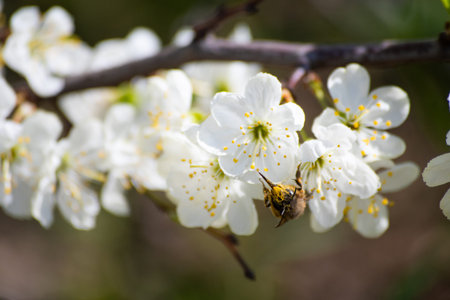 Bee with proboscis in pollen drinks nectar in spring on a flower of a tree.