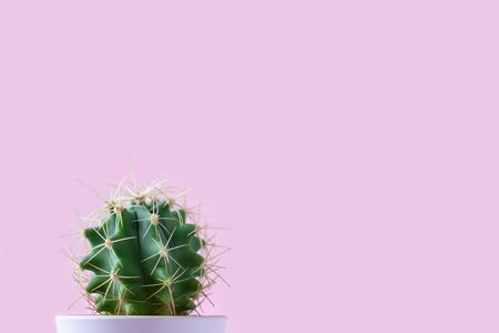 Ferocactus in a pot on a pink background. Cactus on pink background isolateの写真素材