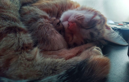 The cat is sleeping pfoto close-up, for concept designの写真素材