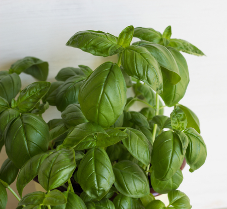 Fresh basil leaves on a light background. Seasoning of Italian cuisine. Selective focus. Close-up.の写真素材