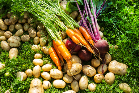 Carrots, beets, potatoes. Natural background of fresh vegetables. Selective focus. Horizontal.の写真素材