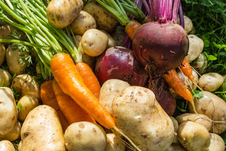 Carrots, beets, potatoes. Natural background of fresh vegetables. Selective focus. Horizontal.