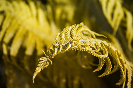 A fresh leaf of the fern, lit by the sun in sepia colors. Close-up. Selective focus. Abstract background.の写真素材