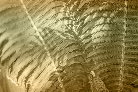 Carved fern leaves in sepia tones. Close-up. Selective focus. Abstract background.の写真素材
