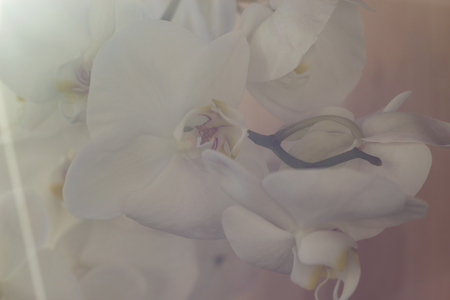 Blooming orchid. Soft focus.の写真素材