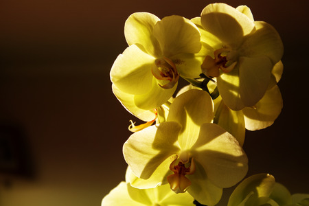Yellow Orchid on a dark background. Close-up. Selective focus.Image in chocolate colors.の写真素材