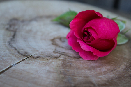 Rose flower. Red rose on the background of an old board. Copy space. Selective focus.の写真素材