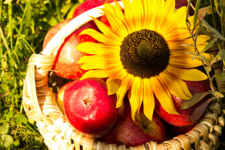 Apples in the basket. Vintage farm apples in a basket decorated with sunflowers. The concept of natural healthy food.の写真素材