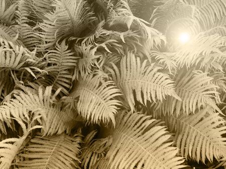 Natural pattern of green leaves of a fern. Exotic natural background. View from above.の写真素材