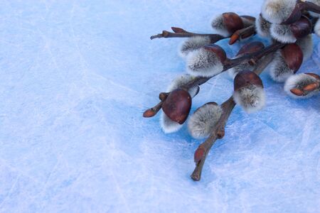 Pussy willow on a gentle blue background. Holiday card. Close-up. Copy space.の写真素材