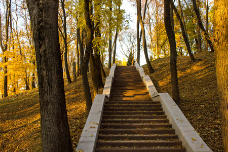 Autumn. Ladder in the autumn park. Autumn landscape. Old staircase in autumn leaves. Climbing the...