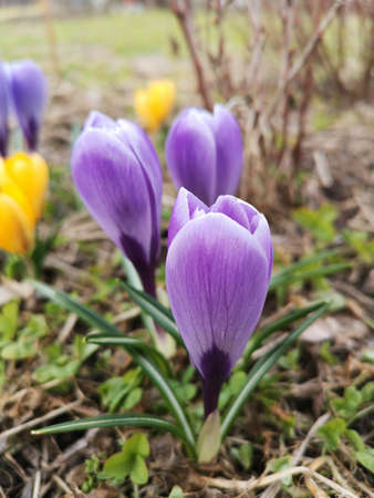 Crocuses. Spring garden. Purple and yellow crocuses. The concept of using crocuses in landscape design. Blooming primroses. Close-up. Top view. Selective focus.の写真素材