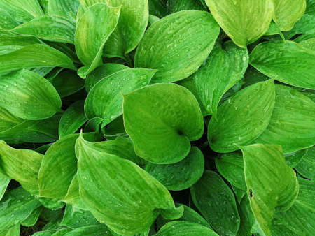 Hosta leaves. Background from green leaves. Raindrops on large green leaves. Nature. Close-up. Top view. Copy space. Selective focus.の写真素材