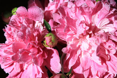 peonies. Blooming peonies in water drops close-up. spring flowers. Pink peonies on a black background. Blank for a puzzle and a postcard.の写真素材