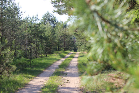 Dirt road in the forest. Summer natural background. Tourism and rest. Selective focus.の写真素材