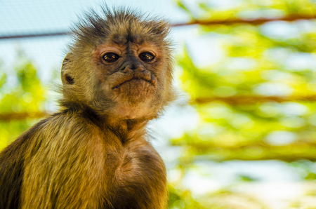 A closer look of the monkeyの写真素材
