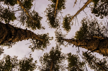 Park in spring time. Stately pines on a cloudy day. Textureの写真素材