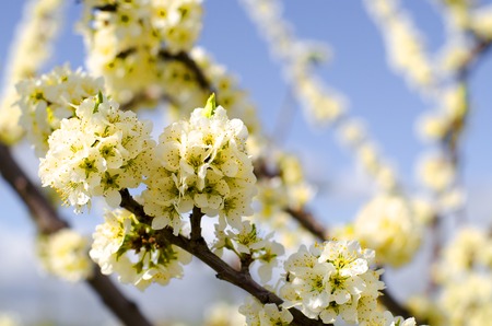 Apple blossom In the foreground, focusing apple blossom against a blue sky.の写真素材
