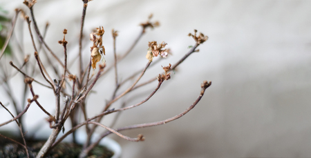Plant dry branches. One plant, different care. On the brown background, the plant is photographed close-up. Lonely branches of a drying plant.の写真素材