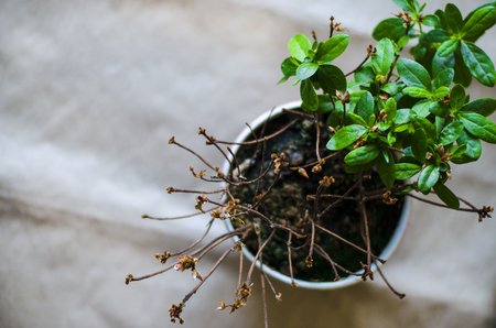 The plant blooms one, the other half died. One plant, different care. On the brown background, the plant is photographed close-up. Green leaves and dry branches.の写真素材