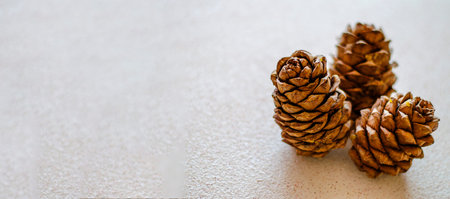 Three cedar cones close-up on a white background. Autumn harvest. Long banner.