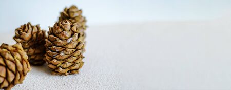 Three cedar cones close-up on a white background. Autumn harvest. Long banner.の写真素材