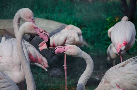 Beautiful pink flamingos against a green background. In the foreground are three pink flamingos close-up, behind one flamingo stands on one leg. Close-up.の写真素材