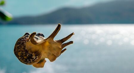 A shell floating in the air. Close-up. In the background is a blue ocean and a tropical island. The sky is flooded with sunlight. Copy space.の写真素材