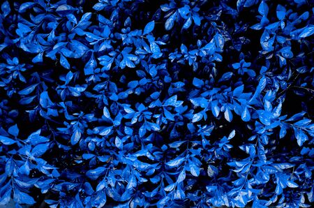 Textural vegetation. Green lush plants texture background. Close-up bush. Color trend of the 2020 year.の写真素材