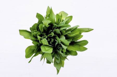 Fresh wild garlic harvest is collected in a bunch. Healthy vegetarian food. Useful green leaves, many vitamins. Free space. Close-up. Top Viewの写真素材