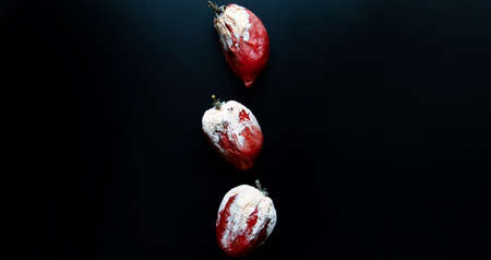 Rotten red tomatoes with mold, fungi and moss close - up on a dark background. Copy spaceの写真素材
