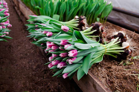 Tulip flowers with bulbs on the table.の写真素材