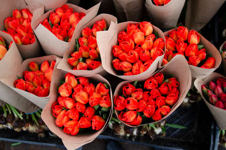 Bouquets of tulip flowers wrapped in wrapping paper, prepared for transportation to flower sellers. Cultivation of tulips for sale in stores. Small wholesale red tulips for suppliers.の写真素材