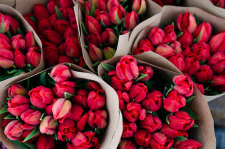 Bouquets of tulip flowers wrapped in wrapping paper, prepared for transportation to flower sellers. Cultivation of tulips for sale in stores. Small wholesale red tulips for suppliers.の写真素材