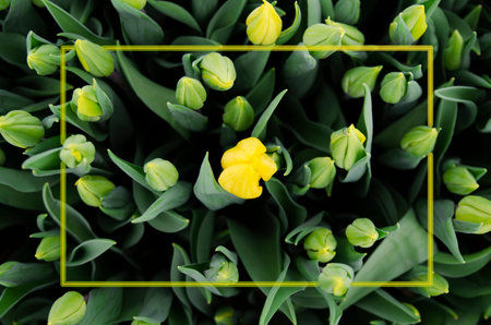 Creative layout of unopened tulip flowers and neon frame. Yellow color concept.