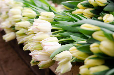 Forcing, cultivating tulips, in various ways for hydroponics and sustainable agriculture. Small farming as a business. Growing tulips in large volumes for sale in flower shops. Tulip Beauty Trend.の写真素材