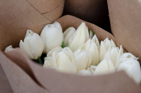 Forcing, cultivating tulips, in various ways for hydroponics and sustainable agriculture. Small farming as a business. Growing tulips in large volumes for sale in flower shops. Tulip Mondial. Packing a tulip for transportation. Close-upの写真素材
