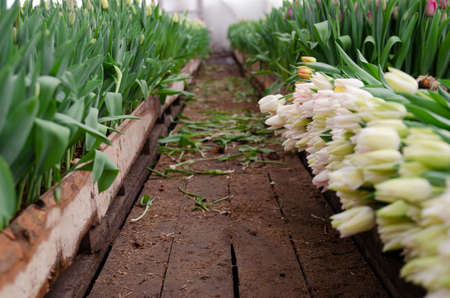 Forcing, cultivating tulips, in various ways for hydroponics and sustainable agriculture. Small farming as a business. Growing tulips in large volumes for sale in flower shops. Tulip Beauty Trend. Agribusiness greenhouse seedling spring. Close-upの写真素材