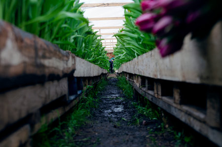 Forcing, cultivating tulips, in various ways for hydroponics and sustainable agriculture. Small...