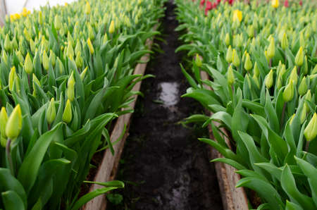 Forcing, cultivating tulips, in various ways for hydroponics and sustainable agriculture. Small farming as a business. Growing tulips in large volumes for sale in flower shops. Tulip Yellow Gold. Agribusiness greenhouse seedling spring. Close-upの写真素材