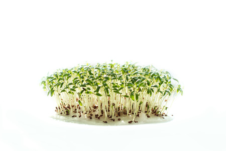 sprouted seeds. sprouts seed cress lettuce. first seedbed leaves from grain. greens, vegetarianism, raw foods, veganの写真素材