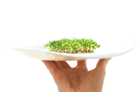 sprouted seeds. sprouts seed cress lettuce. first seedbed leaves from grain. greens, vegetarianism, raw foods, veganの写真素材
