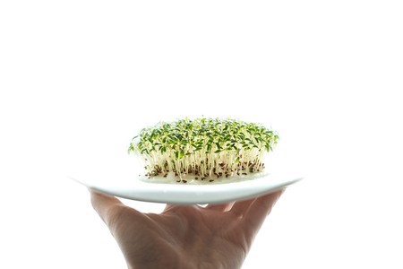sprouted seeds. sprouts seed cress lettuce. first seedbed leaves from grain. greens, vegetarianism, raw foods, veganの写真素材